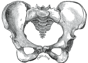 Pelvis Bone Anatomy